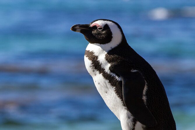 7 Day Garden Route to Addo, Cape Point and Winelands Combo tour - Starting in Cape Town, then straight onto Route 62 and Oudtshoorn