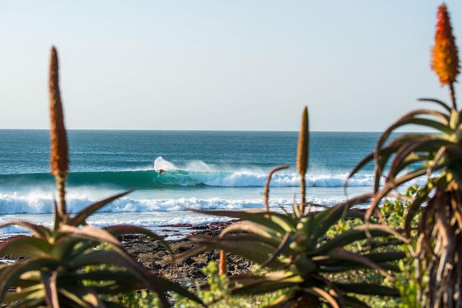 7 Day Garden Route to Addo, Cape Point and Winelands Combo tour - Cape Point classics on day 7, from Chapman’s Peak to penguins