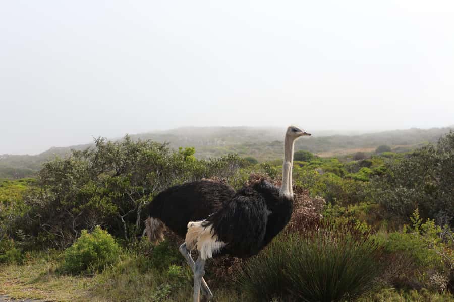 A Curious Adventure through Chapman’s Peak Drive: Cape Point - Cape Point Lighthouse and the Cape of Good Hope Stop