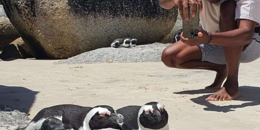 A Curious Adventure through Chapman’s Peak Drive: Cape Point - Boulders Beach Penguins: A Coastal Wildlife Moment That Feels Personal