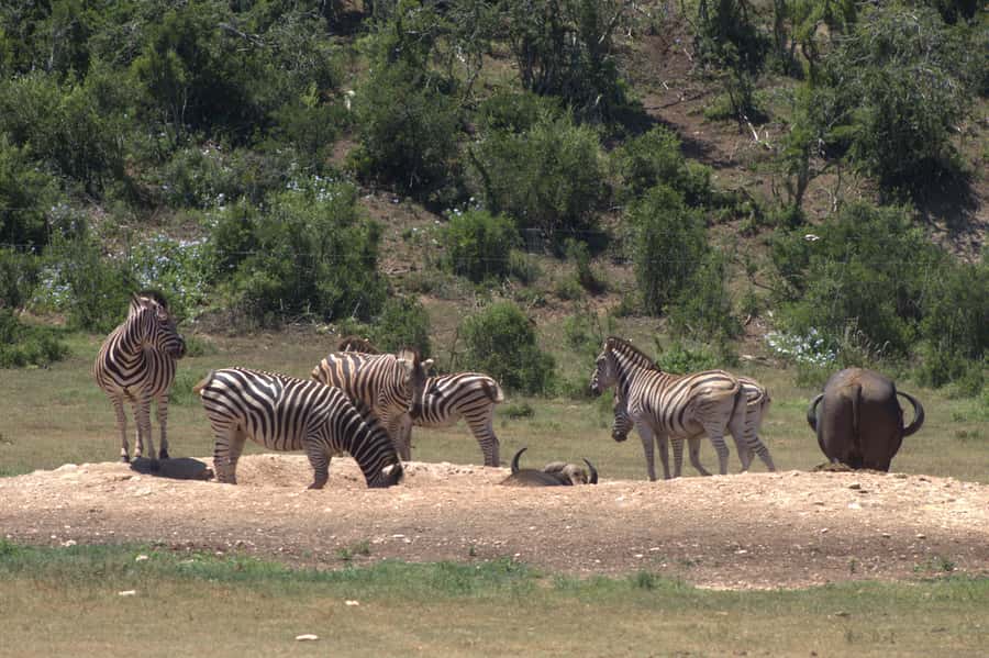 Addo big 5 tour - Key highlights to know before you go