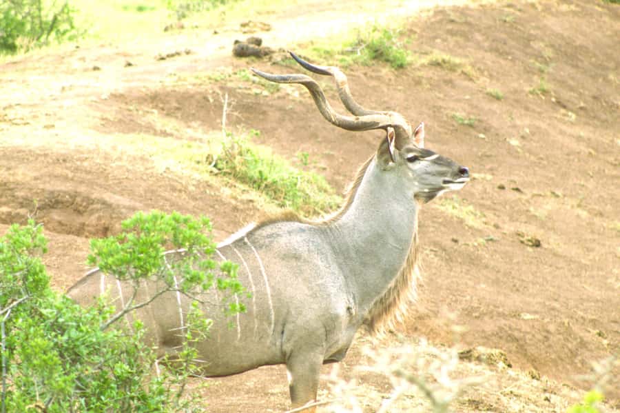 Addo big 5 tour - Addo Big Five Tour Value: What $137 Really Covers