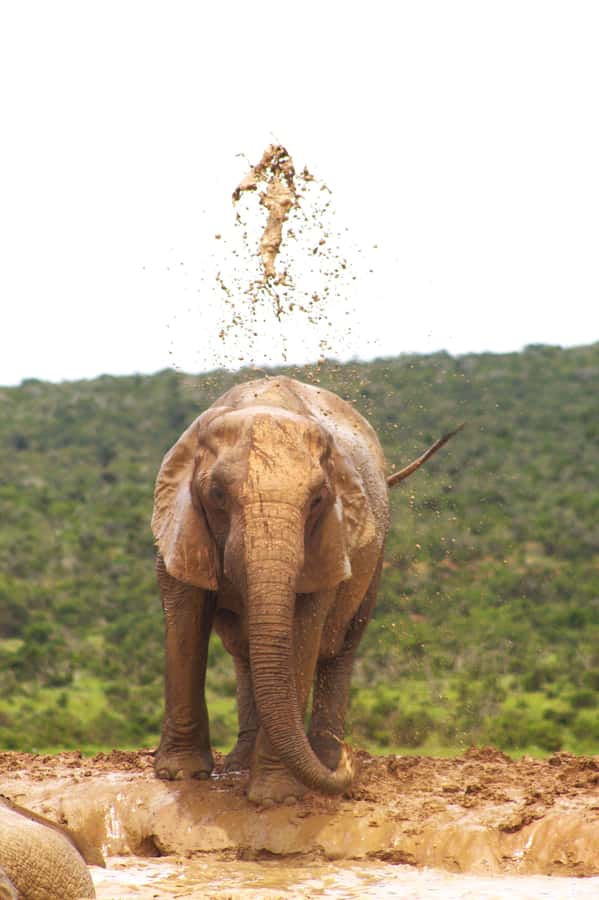 Addo big 5 tour - Inside Addo: How the Big Five Safari Works in Practice