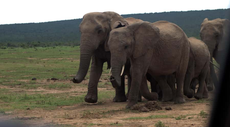 Addo big 5 tour - Timing Reality Check: Plan for a Hunger Gap and Ask About Extra Time
