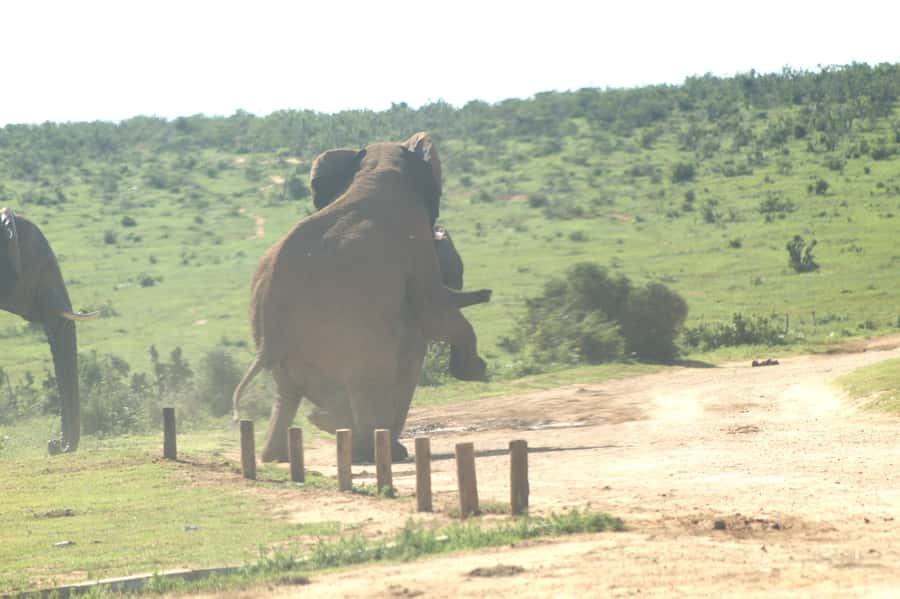 Addo big 5 tour - What You Can Expect to See, Beyond Just Elephants