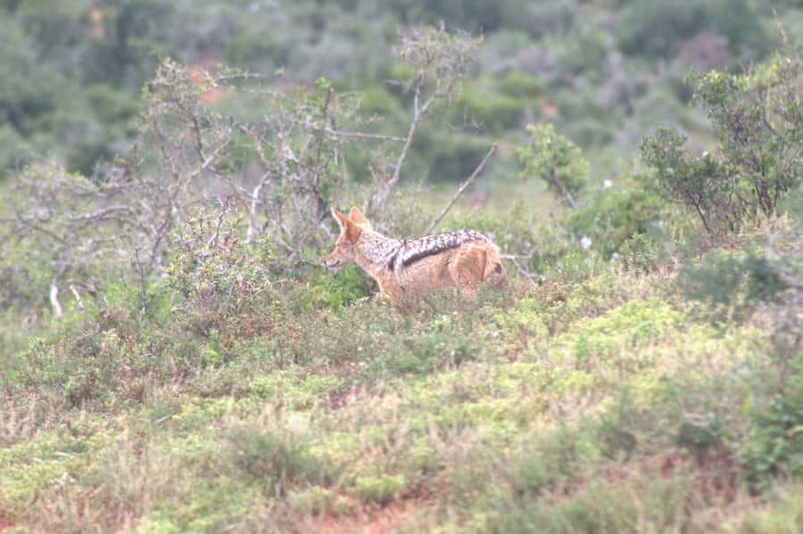 Addo big 5 tour - Who This Tour Fits Best (And Who Might Want a Different Style)