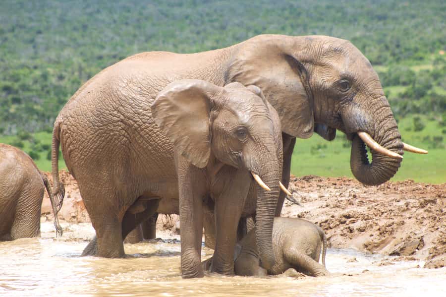 Addo big 5 tour - Pickup From Gqebera or Port Elizabeth, Then Straight Into the Drive