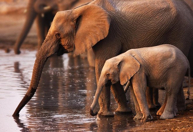 Addo Elephant 5 hour Morning Safari. - Key highlights worth getting excited about