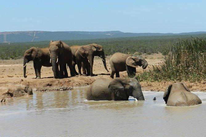 Addo Elephant 5 hour Morning Safari. - Addo Elephant morning safari, built for action