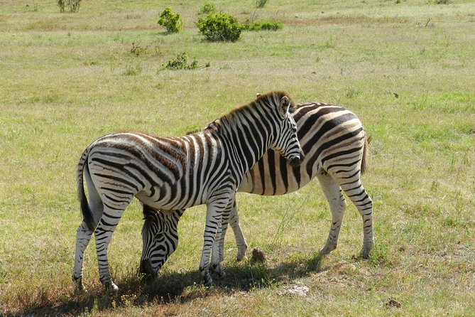 Addo Elephant 5 hour Morning Safari. - Your guide and the “small group” advantage