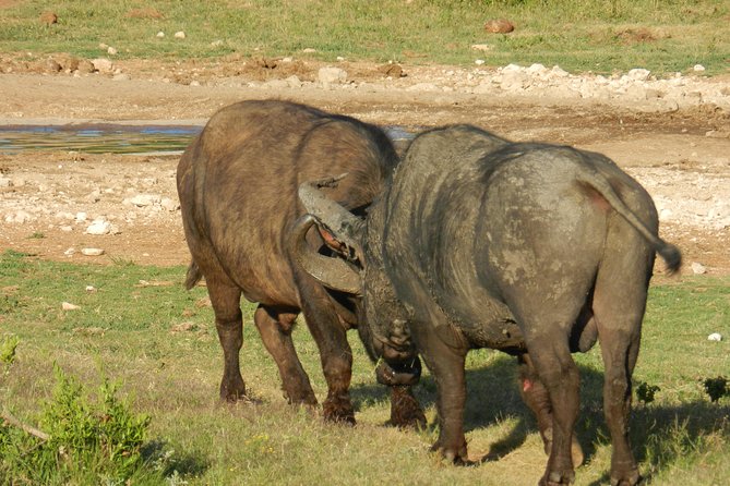 Addo Elephant 5 hour Morning Safari. - Wildlife variety, and the smart expectation game
