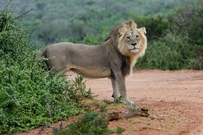 Addo Elephant 5 hour Morning Safari. - Transfers and the 8:30 start, how to make it smooth