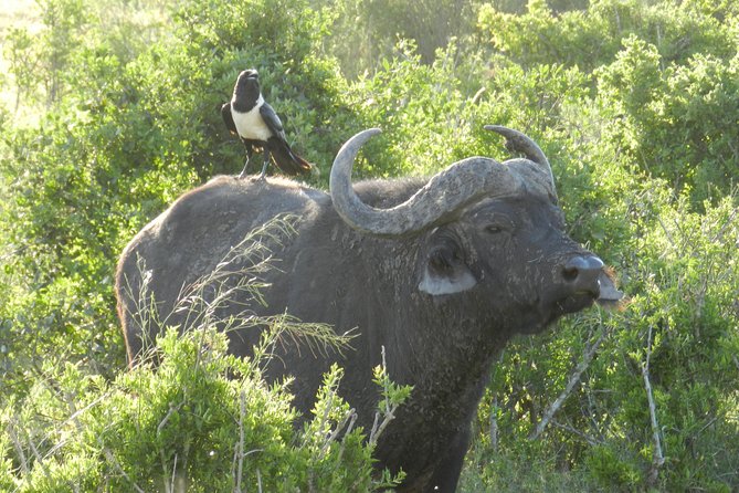 Addo Elephant 5 hour Morning Safari. - Price and value: is $123.65 worth it?