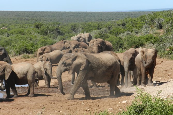 Addo Elephant 5 hour Morning Safari. - Picnic brunch in the park, what you actually get