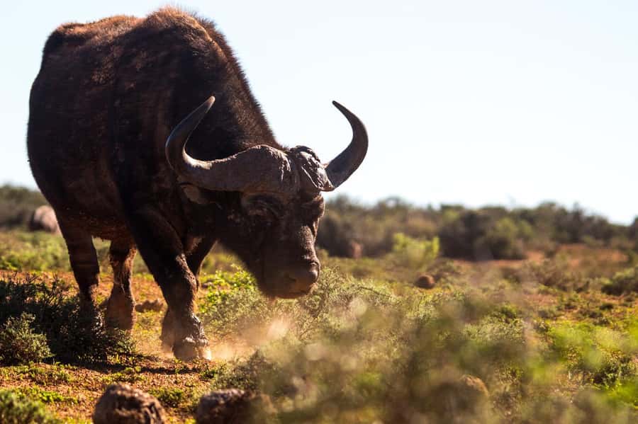 Addo Elephant Full Day Safari / Shore Excursions - Key points before you go