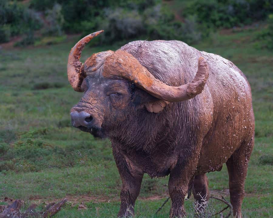 Addo Elephant Full Day Safari / Shore Excursions - Addo Elephant National Park in malaria-free Eastern Cape