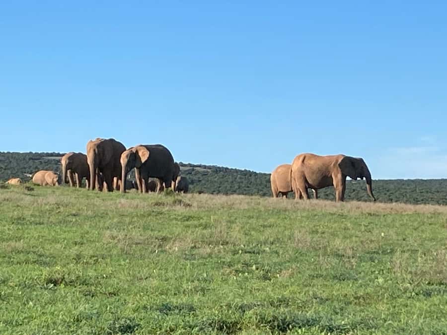 Addo Elephant Full Day Safari / Shore Excursions - The Big 7 promise, and what it means for your viewing day