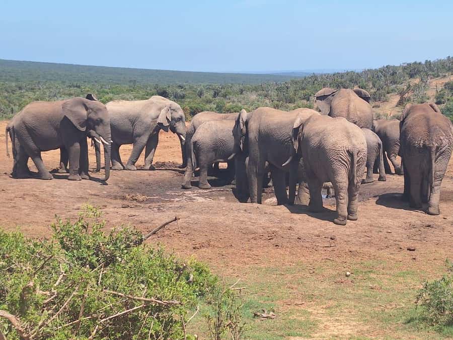 Addo Elephant Full Day Safari / Shore Excursions - Lunch at the local restaurant: refuel without losing the flow