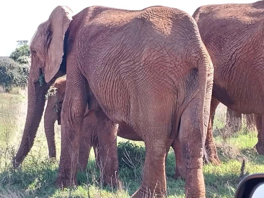 Addo Elephant Full Day Safari / Shore Excursions - Second 3-hour game drive: the value of a second chance
