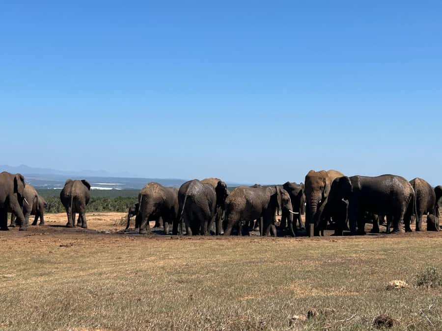 Addo Elephant Full Day Safari / Shore Excursions - Included extras that make the day feel complete