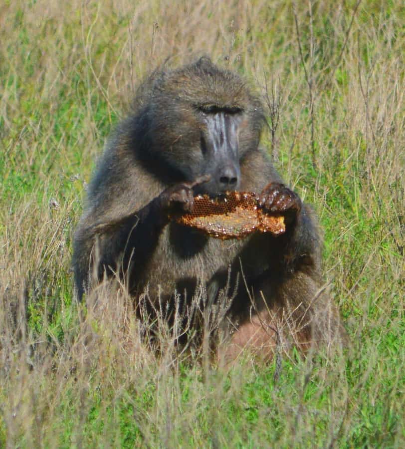 Addo Elephant Full Day Safari / Shore Excursions - Rules you’ll follow in the park (and why they matter)