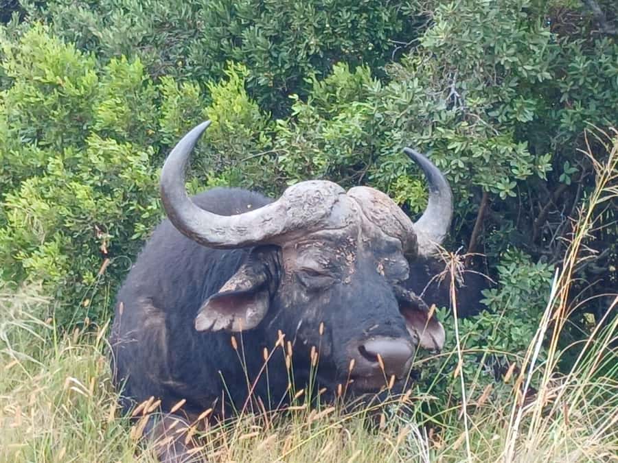 Addo Elephant Full Day Safari / Shore Excursions - Pickup, timing, and the small-group reality