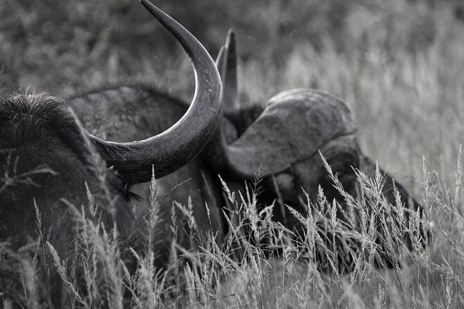 Addo Elephant Full Day Safari with a Traditional South African Braai (BBQ) Lunch - Afternoon Game Drive, When the Light and Animal Behavior Shift