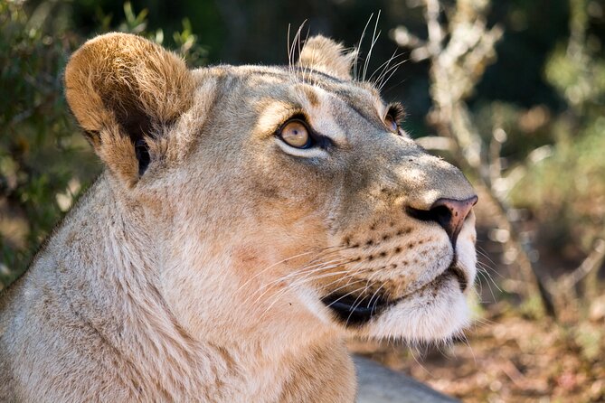 Addo Elephant Full Day Safari with a Traditional South African Braai (BBQ) Lunch - What You Can Reasonably Expect to See, Plus the One Big Wild Card