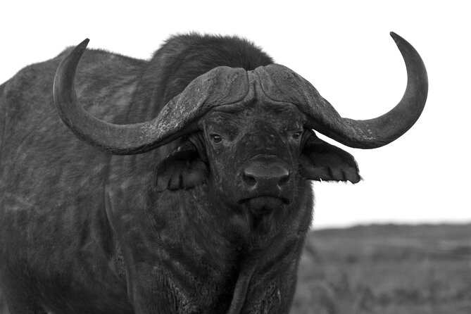 Addo Elephant Full Day Safari with a Traditional South African Braai (BBQ) Lunch - Value for $172.25, What You Actually Get for the Money