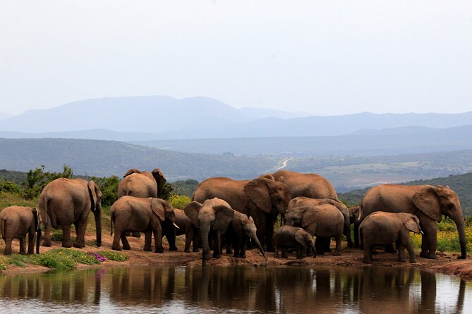 Addo Elephant Full Day Safari with a Traditional South African Braai (BBQ) Lunch - Entering Addo Elephant National Park, What Your Guide Is Watching For