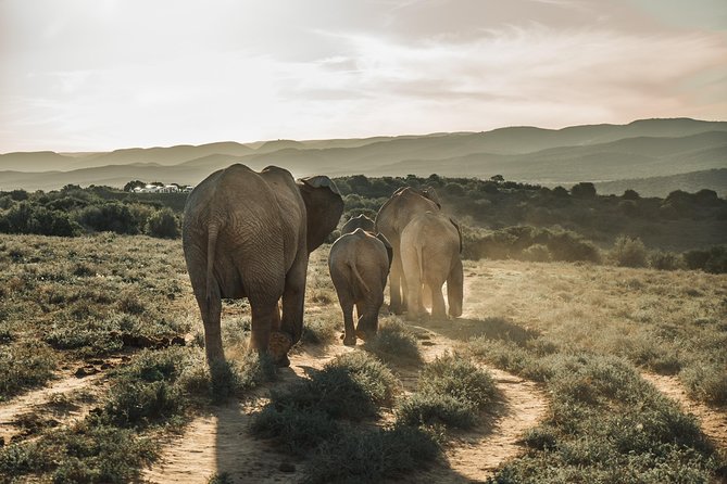 Addo Elephant National Park All Inclusive Full-Day Safari - Addo’s Original Elephant Section: The 1931 Story You’ll Feel