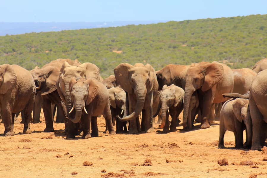 Addo Elephant National Park All Inclusive Full-Day Safari - Price vs. Payoff: When $186 Makes Sense