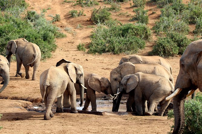 Addo Elephant National Park All Inclusive Full-Day Safari - Big 7 in Real Terms: Why This Park Feels Different