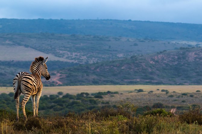 Addo Elephant National Park All Inclusive Full-Day Safari - The First Game Drive: Settling In and Finding Your Rhythm