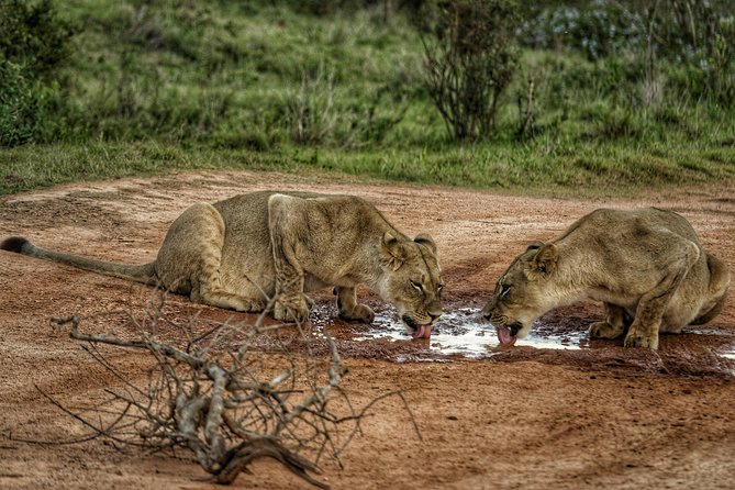 Addo Elephant National Park All Inclusive Full-Day Safari - Lunch in the Middle of the Day: A Real Break, Not a Stop-and-Go Meal