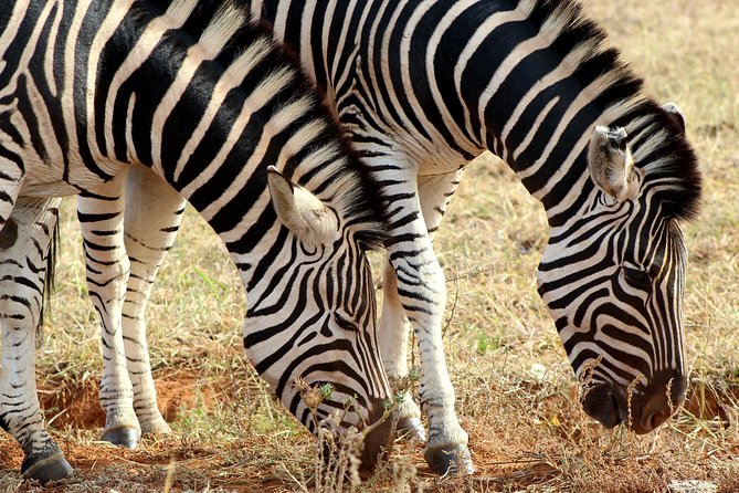 Addo Elephant National Park All Inclusive Full-Day Safari - The Second Game Drive: When You Catch Up, or Get a Surprise