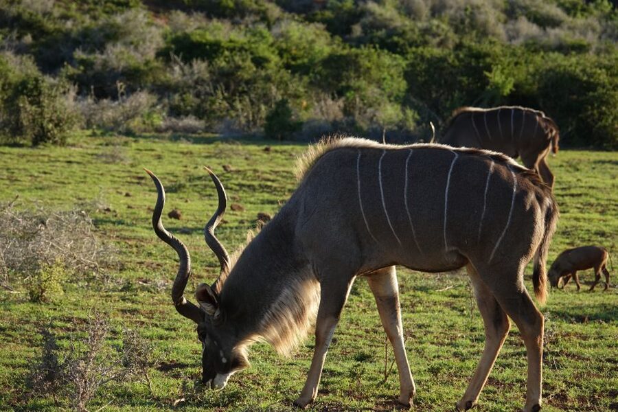 Addo Elephant National Park All Inclusive Full-Day Safari - Transportation, Group Size, and Comfort: Where the Tour’s Value Shows