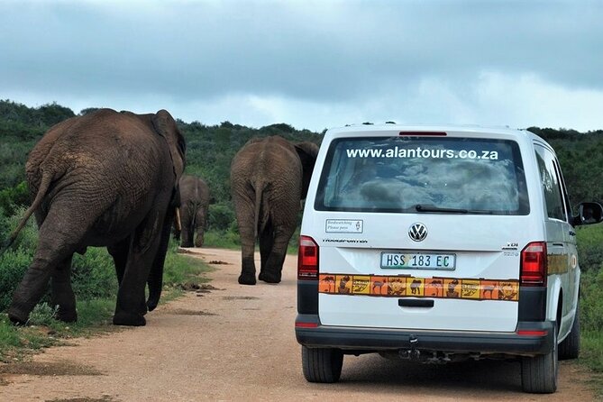 Addo Elephant National Park from Port Elizabeth - FD01 - Guides matter: how Anthony, Mervyn, Graeme, Andrew change the day