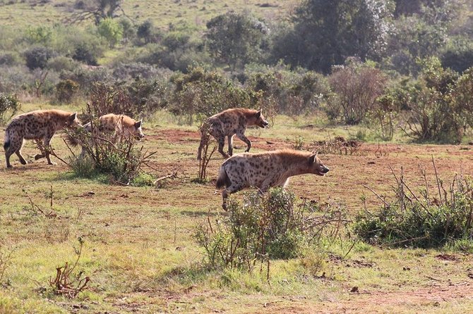Addo Elephant National Park from Port Elizabeth - FD01 - Food, drinks, and comfort on a long 10-hour safari