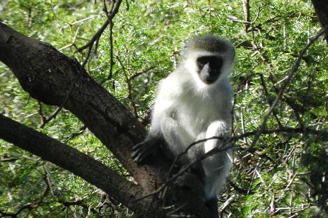 Addo Elephant National Park from Port Elizabeth - FD01 - Price and value: what $155.29 gets you