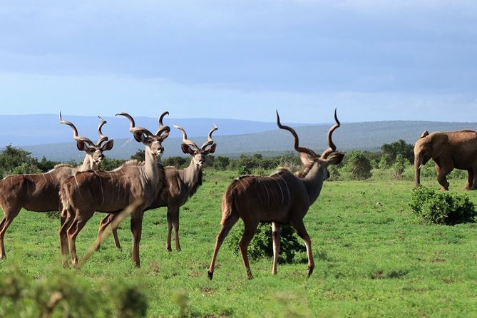 Addo Elephant National Park from Port Elizabeth - FD01 - Who this Addo trip is best for