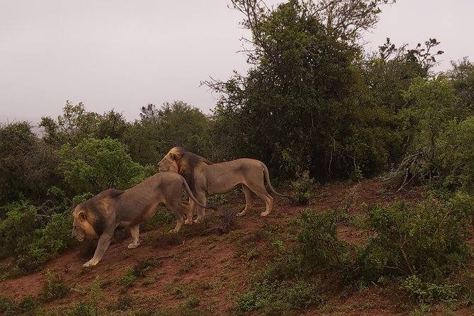 Addo Elephant National Park Full Day Safari - Key reasons this Addo safari is worth your time
