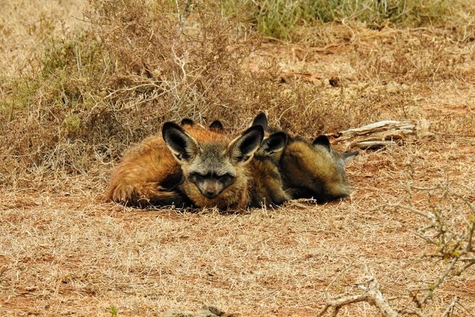 Addo Elephant National Park Full Day Safari - Why Addo Elephant National Park is such a smart one-day target