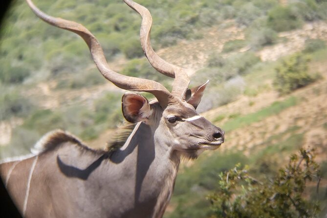 Addo Elephant National Park Full Day Safari - The braai lunch: why it is more than just food
