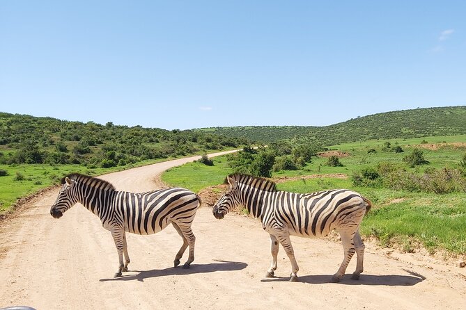 Addo Elephant National Park Full Day Safari - Binoculars, vehicle time, and why guide skill matters