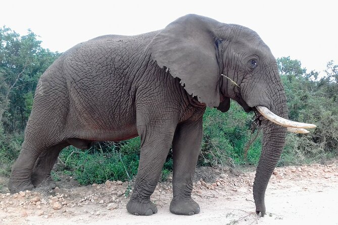 Addo Elephant National Park Full Day Safari - Price and value from Port Elizabeth: what you are really paying for