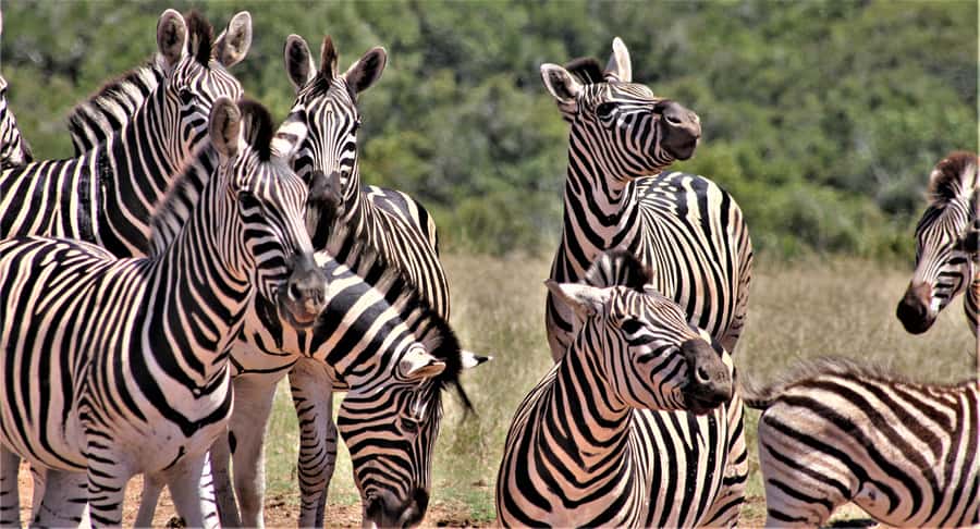 Addo Elephant National Park: Full-Day Safari Tour with Lunch - From Chrislin African Lodge to Addo, and why the open vehicle matters