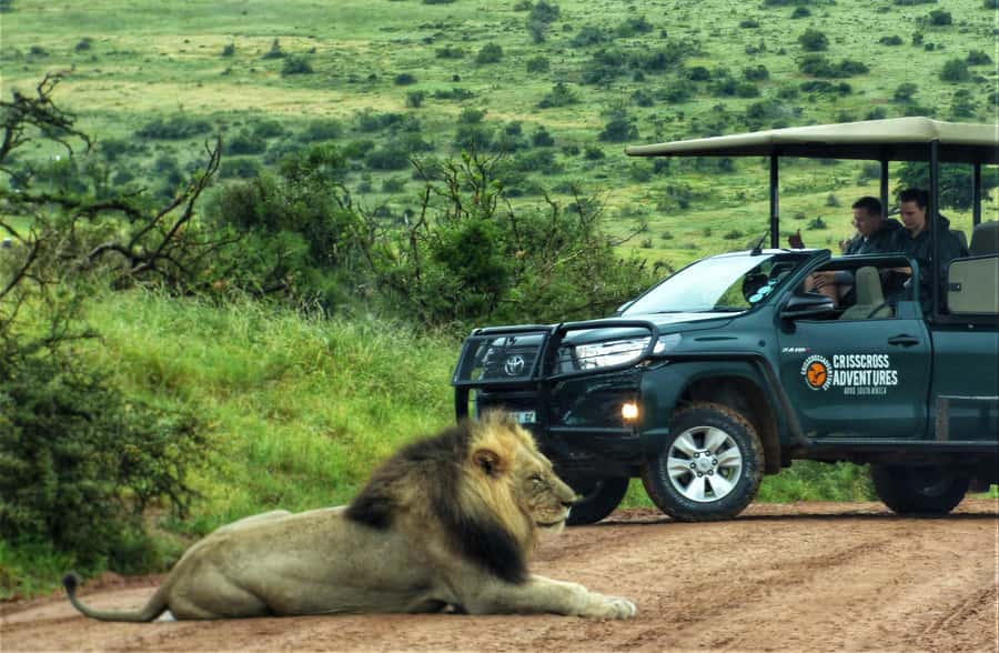 Addo Elephant National Park: Full-Day Safari Tour with Lunch - Your guide is the difference between spotting and seeing