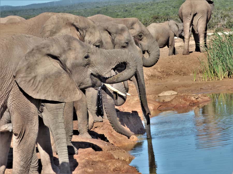 Addo Elephant National Park: Full-Day Safari Tour with Lunch - Lunch braai: the one meal you should actually look forward to