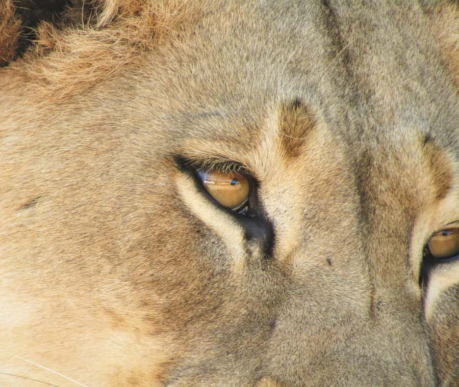 Addo Elephant National Park: Full-Day Safari Tour with Lunch - What you might see, and why the day can feel different